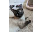 Adopt Naya a Brown or Chocolate Siamese (short coat) cat in Cincinnati