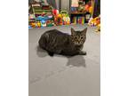Adopt Siru Duck a Gray, Blue or Silver Tabby Domestic Shorthair (short coat) cat