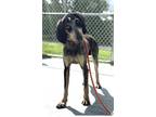 Adopt Daisy a Merle Bluetick Coonhound / Mixed dog in Lexington, MA (41563327)