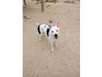 Adopt Sugar a Pit Bull Terrier / Shepherd (Unknown Type) / Mixed dog in
