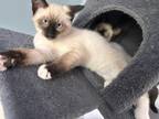 Siamese Female Kitten
