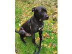 Adopt Max Superdog! a Black Labrador Retriever / Terrier (Unknown Type