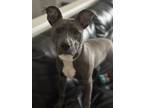 Adopt Stormi a Gray/Blue/Silver/Salt & Pepper American Pit Bull Terrier / Mixed