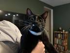 Adopt Penny a Black & White or Tuxedo Domestic Shorthair / Mixed (short coat)