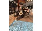 Adopt Raya a Black - with White Old English Sheepdog / Bernese Mountain Dog /