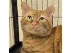Adopt Tango a Orange or Red Domestic Shorthair / Mixed (short coat) cat in
