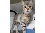 Adopt James a Brown or Chocolate (Mostly) Domestic Mediumhair / Mixed cat in San