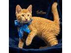 Adopt Toffee a Domestic Shorthair / Mixed cat in Hot Springs Village