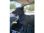 Adopt Shelby a Black - with White Australian Kelpie / Mixed dog in Woodland