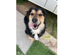 Adopt Rocket a Tricolor (Tan/Brown & Black & White) Australian Cattle Dog /