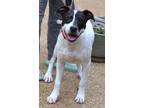 Adopt Leo a Labrador Retriever / Poodle (Miniature) / Mixed dog in White Plains