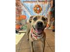 Adopt Maggie a American Pit Bull Terrier / Mixed dog in Marion, OH (41563178)