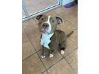 Adopt Lisa a American Pit Bull Terrier / Mixed dog in Marion, OH (41563177)