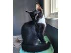 Adopt Lucky Star24 a Domestic Mediumhair / Mixed (medium coat) cat in