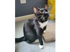 Adopt Lollipop24 a Domestic Shorthair / Mixed (short coat) cat in Youngsville