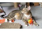 Adopt Lite Brite24 a Domestic Shorthair / Mixed (short coat) cat in Youngsville