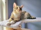Adopt Linguini24 a Domestic Shorthair / Mixed (short coat) cat in Youngsville