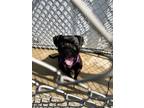 Adopt Clay a American Pit Bull Terrier / Mixed dog in Lagrange, IN (41563159)