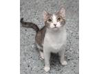 Adopt Cassie a Domestic Shorthair / Mixed (short coat) cat in Boone