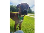 Adopt Pluto a Belgian Malinois / Mixed Breed (Medium) / Mixed dog in Warren