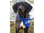Adopt Farley a Plott Hound / Catahoula Leopard Dog / Mixed dog in Warren