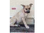 Adopt BUBBA a Boxer / Mixed dog in Woodland Hills, CA (41563127)