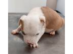 Adopt Chaos Puppy 5(Hopper) a American Pit Bull Terrier / Mixed dog in