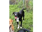 Adopt Nora a Labrador Retriever / Border Collie / Mixed dog in WAYNESVILLE