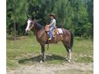 Family Friendly Safe Quarter Horse VIDEO
