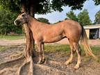 Young ranch horse prospect