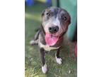 Adopt Zanella a Border Collie / Cattle Dog / Mixed dog in San Diego