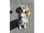 Adopt Moses a Brindle Cocker Spaniel / Mixed dog in Lynnwood, WA (41563086)