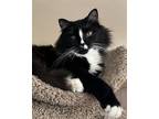 Adopt Galen a Black & White or Tuxedo Domestic Mediumhair / Mixed (medium coat)