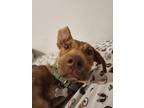 Adopt Hazel Basil a Tan/Yellow/Fawn Catahoula Leopard Dog / Mixed dog in
