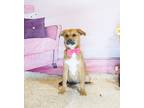 Adopt GOLDINI a Brown/Chocolate - with White Labrador Retriever / Mixed dog in
