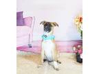 Adopt GOLDI a Brown/Chocolate - with White Labrador Retriever / Mixed dog in