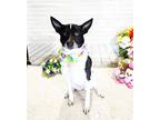 Adopt STARRY a White - with Black Labrador Retriever / Mixed dog in Castro