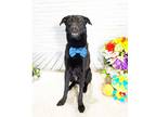 Adopt ZUMBO a Black Labrador Retriever / Mixed dog in Castro Valley