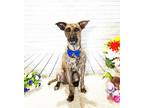 Adopt ZUMA a Brindle Labrador Retriever / Mixed dog in Castro Valley