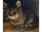 Adopt Tripper a Domestic Shorthair / Mixed cat in Battle Ground, WA (41561470)