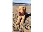 Adopt William a Golden Retriever / Mixed dog in Battle Ground, WA (41563084)