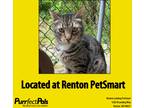 Adopt Rocket a Brown Tabby Domestic Shorthair cat in Arlington, WA (41563018)
