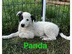 Adopt Panda a White - with Black Border Collie / Mixed Breed (Medium) / Mixed