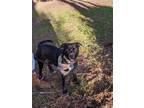 Adopt Benny a Black - with White Labrador Retriever / American Pit Bull Terrier