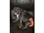 Adopt Lucy a Gray/Silver/Salt & Pepper - with White American Pit Bull Terrier /