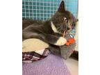 Adopt Ashe a Gray or Blue (Mostly) Domestic Shorthair / Mixed (short coat) cat