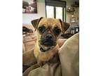 Adopt Charlotte aka Puchi a Pug / Mixed Breed (Medium) / Mixed dog in Salem