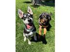 Adopt Armani a Black - with Tan, Yellow or Fawn Siberian Husky / American