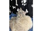 Adopt Baguette a Gray or Blue (Mostly) Siamese cat in South Pasadena