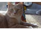 Adopt Henry a Cream or Ivory Tabby / Mixed (medium coat) cat in Portland